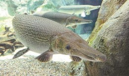 鳄雀鳝最新爆料新闻报道,最新爆料揭示潜在生态危机