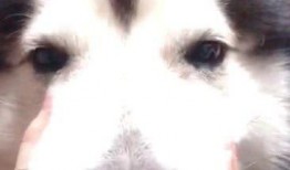 阿拉最新爆料是真的吗,真相揭秘，是真是假？