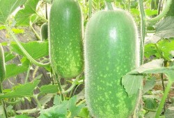 爆料大瓜椰视频模板