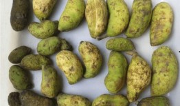 凯里网红吃八月瓜的店,凯里特色美食——八月瓜吃法大揭秘